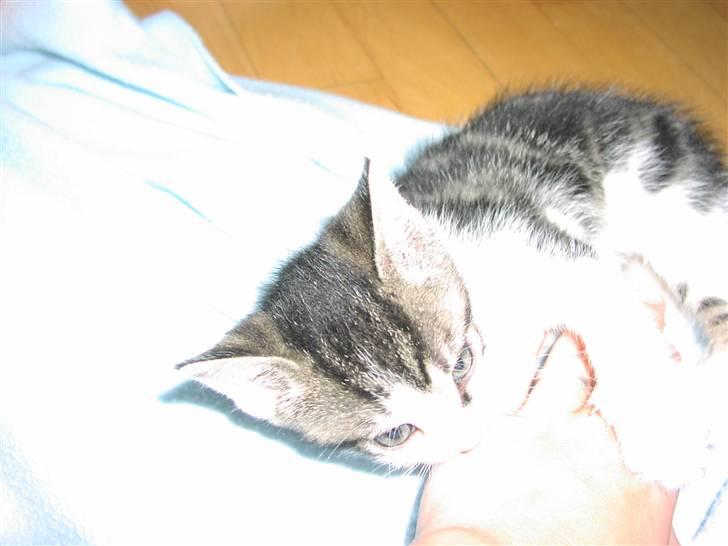 Huskat Gurli R.I.P billede 2