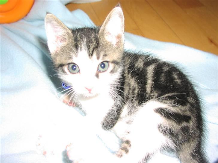 Huskat Gurli R.I.P billede 3