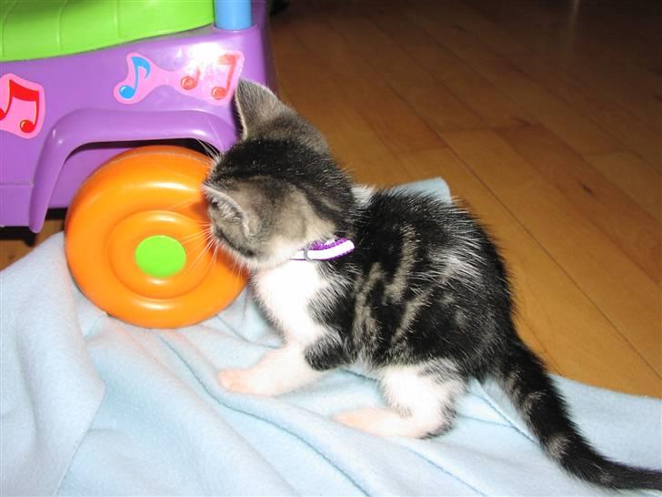 Huskat Gurli R.I.P billede 4