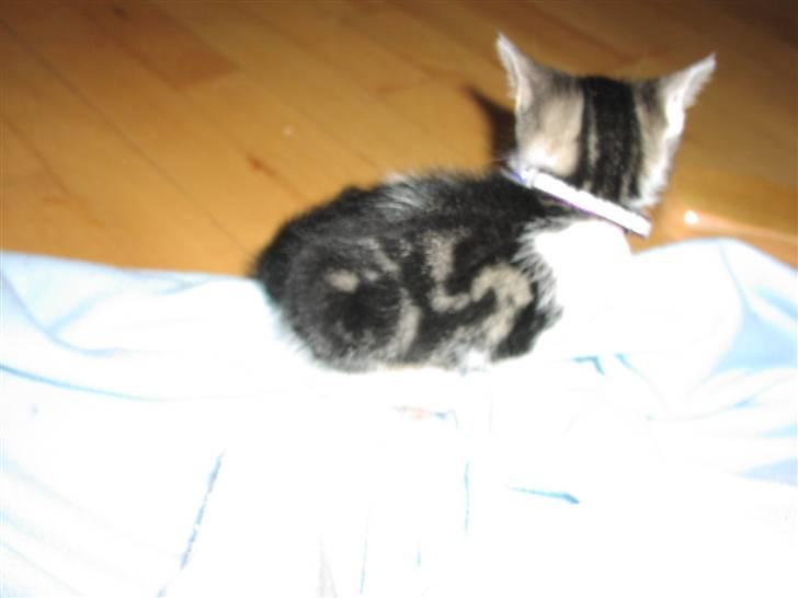 Huskat Gurli R.I.P billede 5