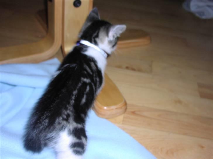 Huskat Gurli R.I.P billede 6