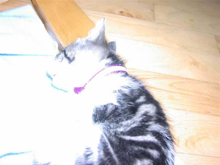 Huskat Gurli R.I.P billede 7