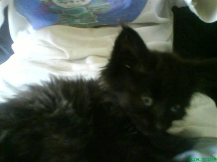 Blanding af racer Tiger - årh det dejlig og ligge på mors ben.. heeh billede 6