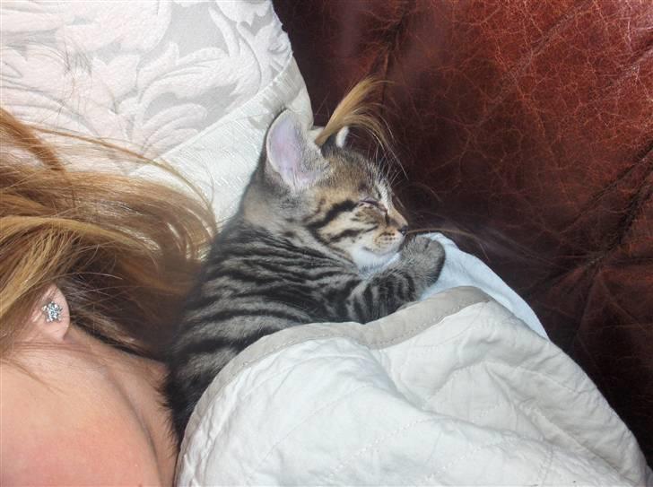 Blanding af racer Killinger billede 7