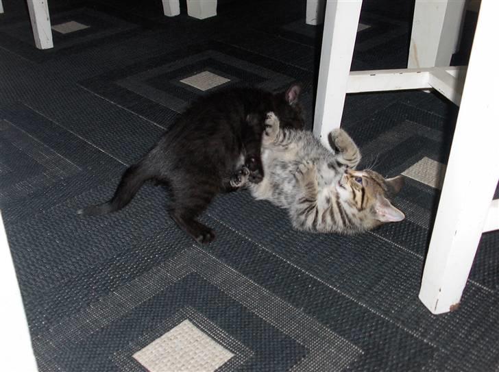 Blanding af racer Killinger billede 8