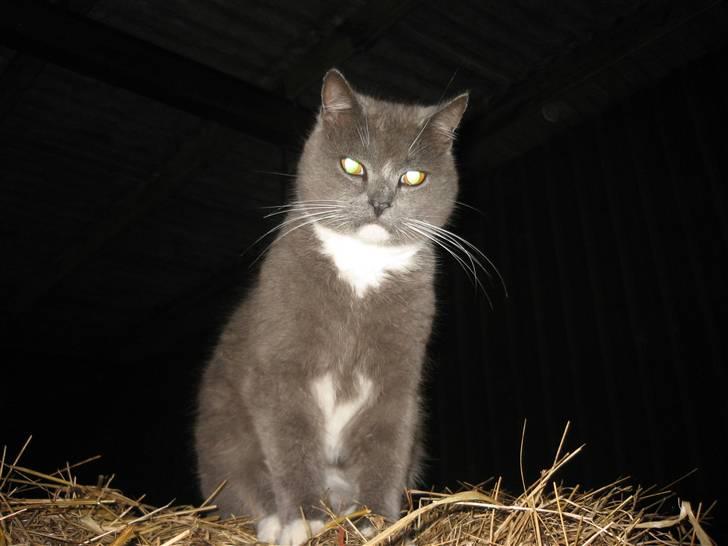 Huskat Skønne Frønne - Frønne ude bag stalden. billede 5