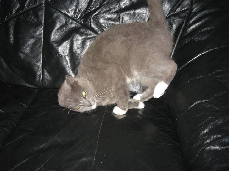 Huskat Skønne Frønne - "Det er dejligt at ligge i sofa´en" Skør stilling lille mis :-) billede 6