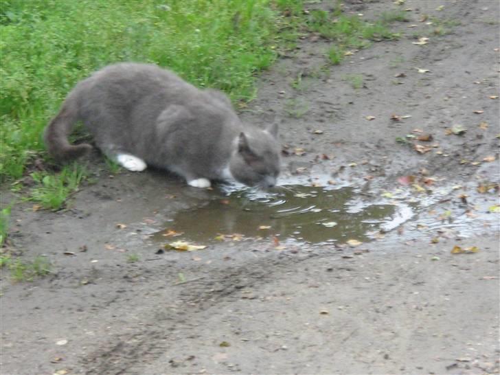 Huskat Skønne Frønne - Vandet i den her vandpyt smager Meget bedre end det i min skål (; billede 8