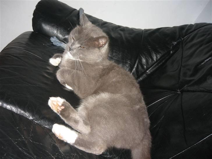 Huskat Skønne Frønne - Dovne kat´ han elsker at sove .. billede 9