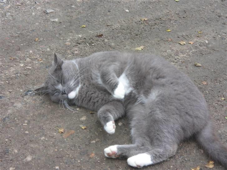 Huskat Skønne Frønne - "Jeg tror lige jeg tager en slapper her" billede 10