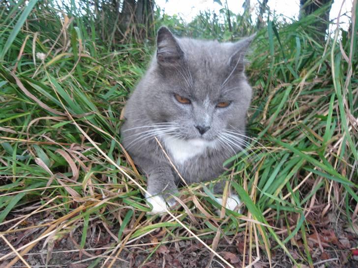 Huskat Skønne Frønne - Her ligger Prinsen og gemmer sig i græsset. Han er så sød :D billede 11