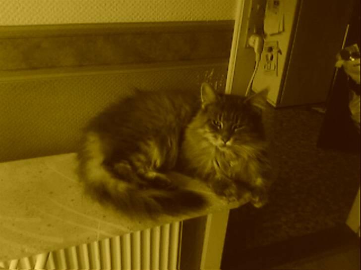 Maine Coon Pheobe billede 6