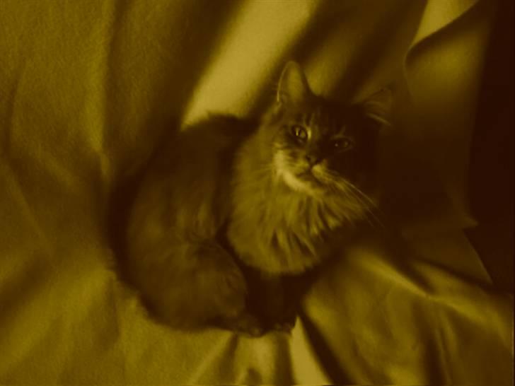 Maine Coon Pheobe billede 7