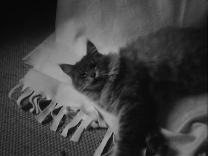 Maine Coon Pheobe billede 8