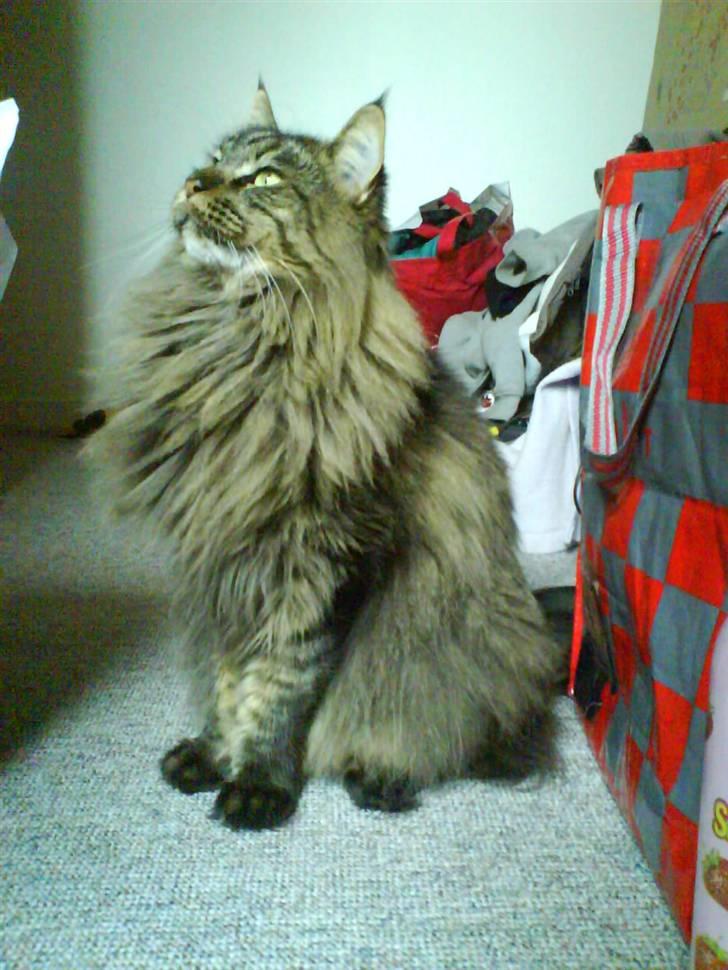 Maine Coon Tazz - Her er Tazz blevet ældre. han er nu 2 år og 3 mdr. billede 9