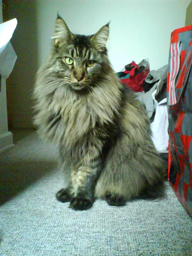 Maine Coon Tazz billede 10