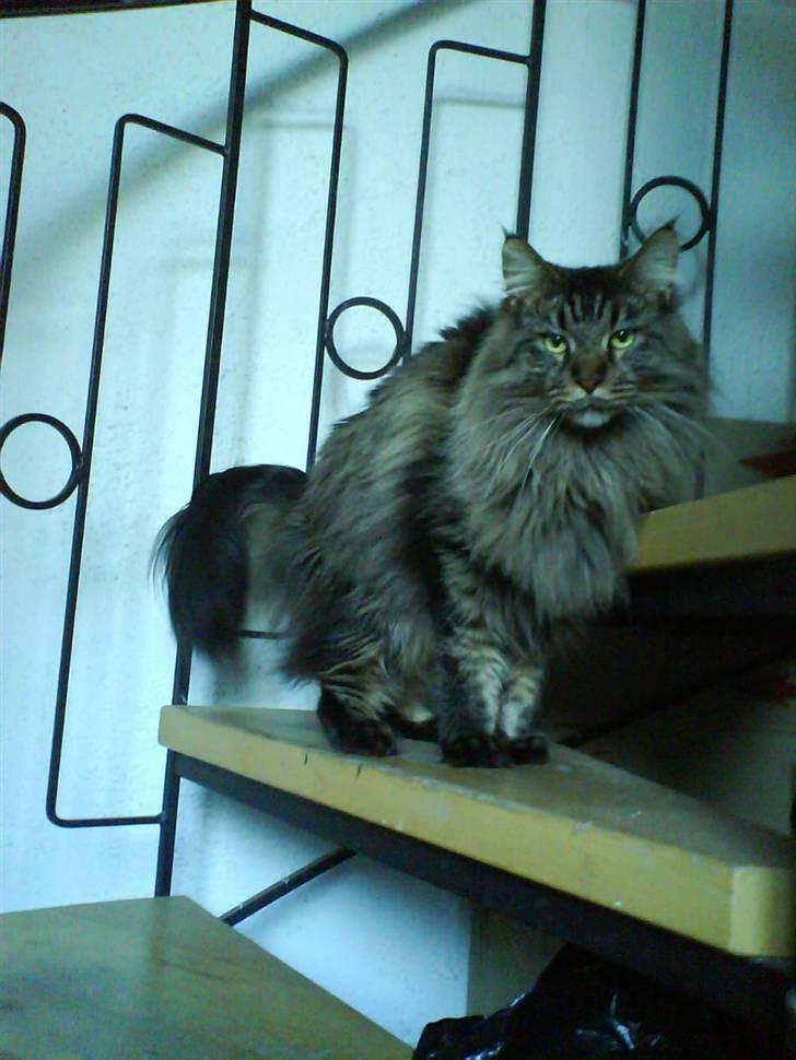 Maine Coon Tazz - Tazz elsker at gøre sig til foran kameraet... billede 11