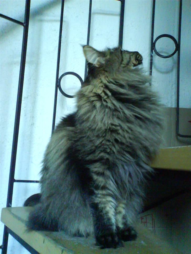 Maine Coon Tazz - Kommer der mon flere ned ad trappen? billede 12