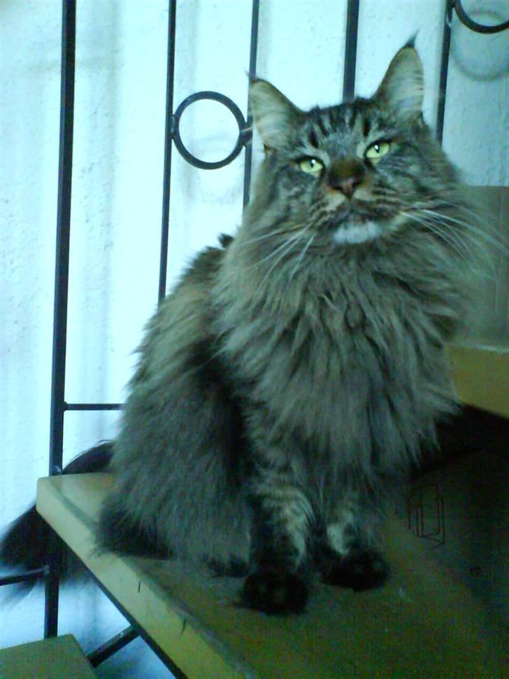 Maine Coon Tazz billede 13