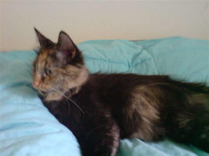 Blanding af racer Picasso død :'( :'( - Hvem er det nu der kommer ? (: billede 1