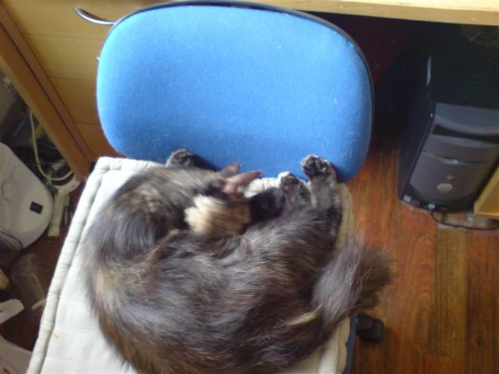 Blanding af racer Picasso død :'( :'( - Nu er hun træt :) billede 4