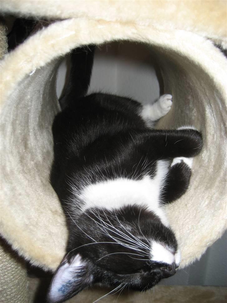 Blanding af racer Nynne - Jeg ligger altså lige og sover billede 1