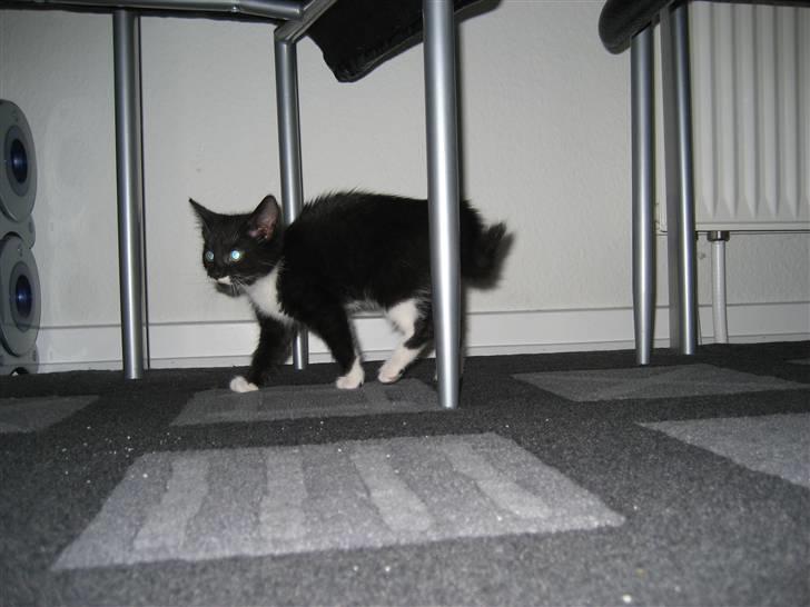 Blanding af racer Nynne - Jeg skal lige se det hele - også under spisebordet... billede 2