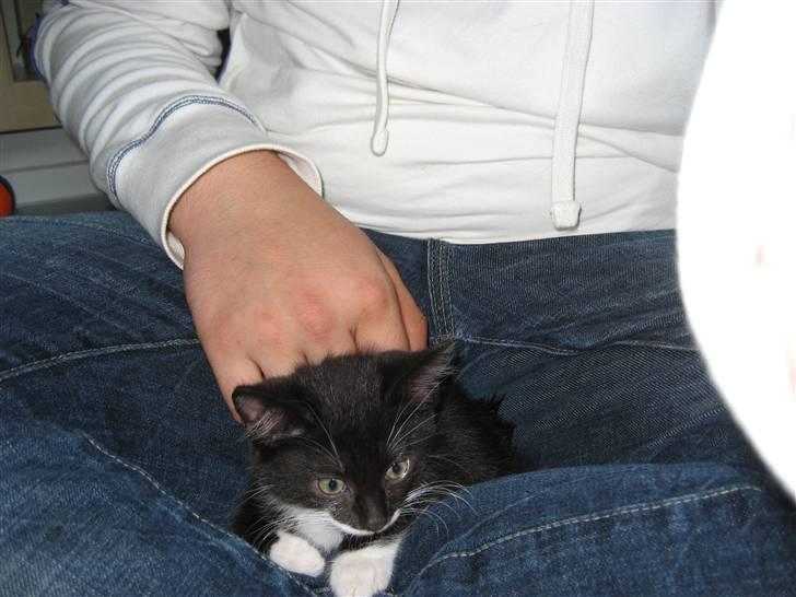 Blanding af racer Nynne - Ligger dejligt her ved far billede 3