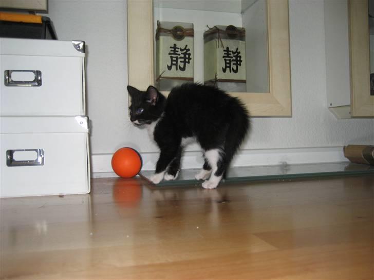 Blanding af racer Nynne - Puh, den store hankat er farlig billede 4