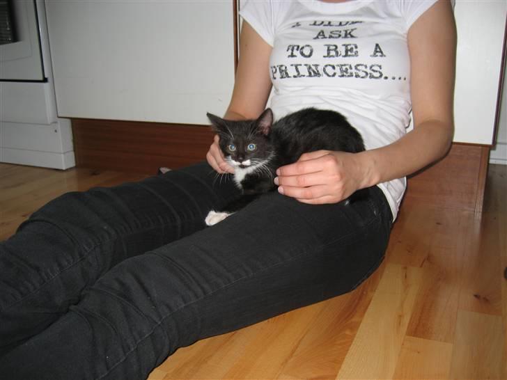 Blanding af racer Nynne - Mor kan da osse bruges billede 6