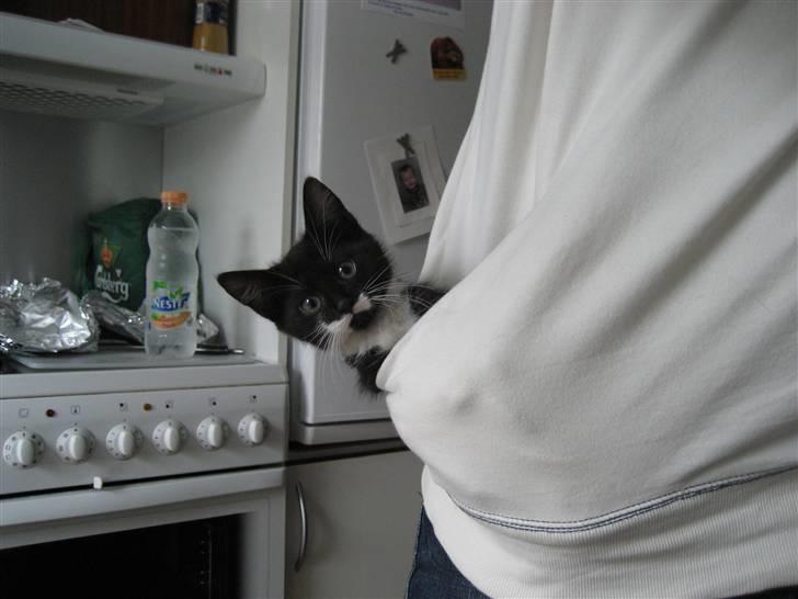 Blanding af racer Nynne - Halløja, jeg sidder lige her i fars lomme billede 7