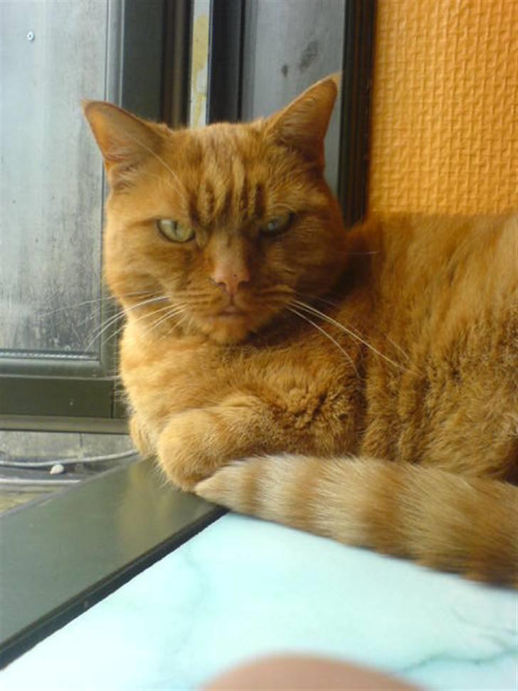 Huskat Garfield Hertz billede 1