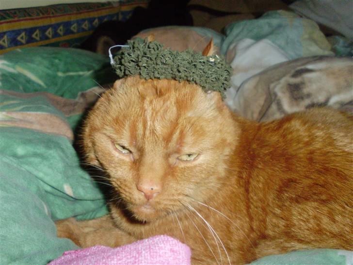 Huskat Garfield Hertz billede 2