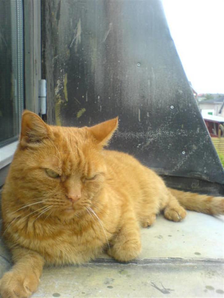 Huskat Garfield Hertz billede 3