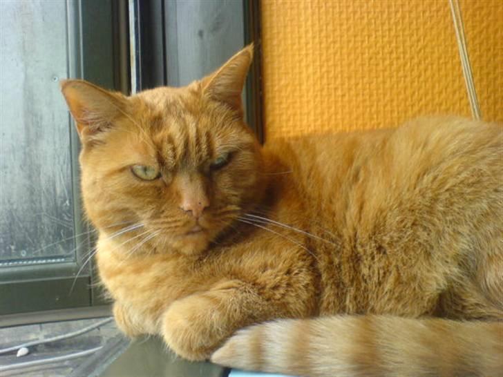 Huskat Garfield Hertz billede 4