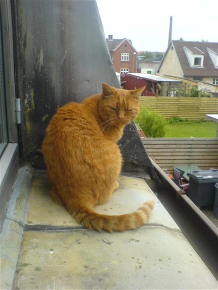 Huskat Garfield Hertz billede 5