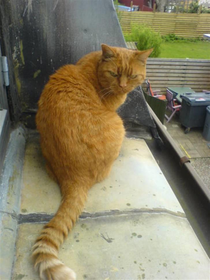 Huskat Garfield Hertz billede 6