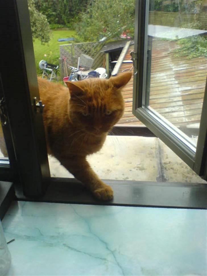 Huskat Garfield Hertz billede 7