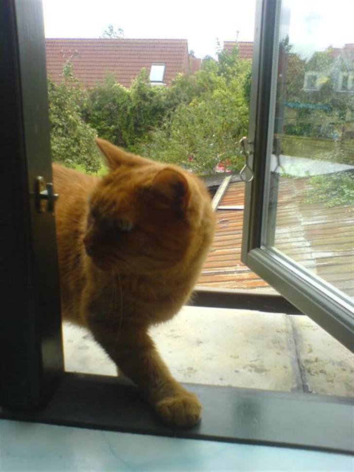 Huskat Garfield Hertz billede 8