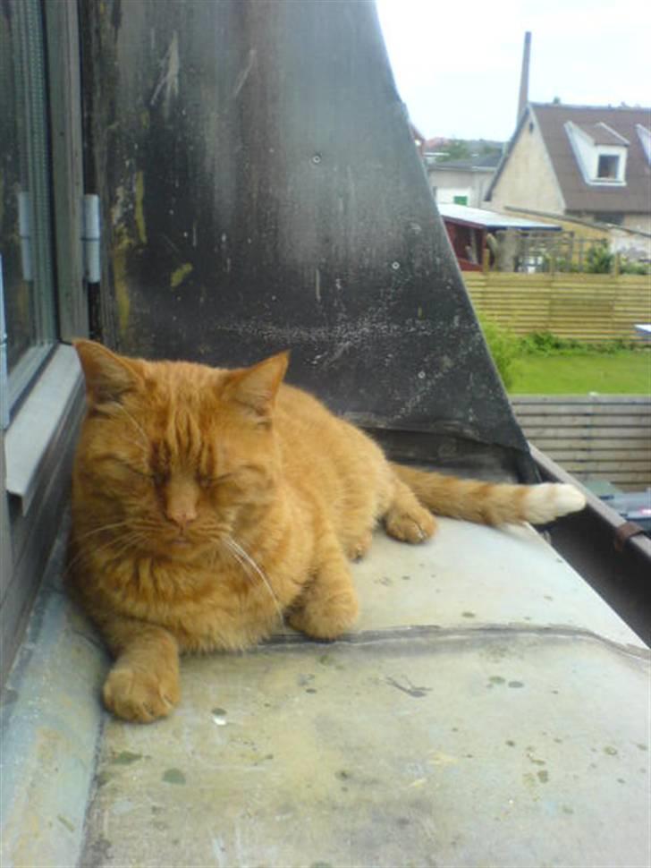 Huskat Garfield Hertz billede 9