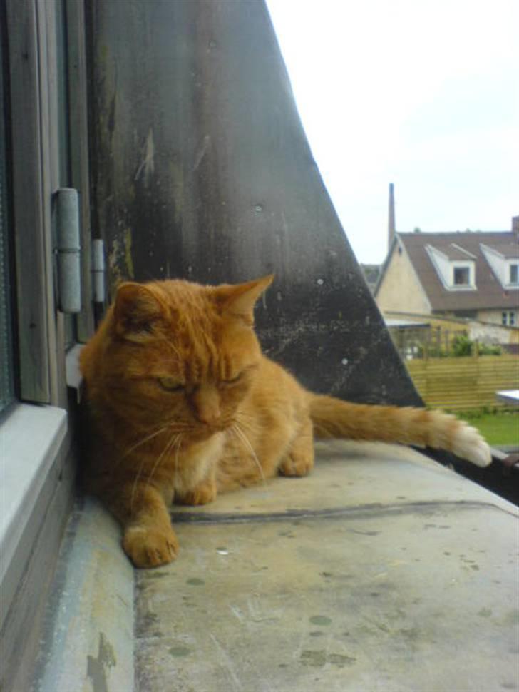 Huskat Garfield Hertz billede 10