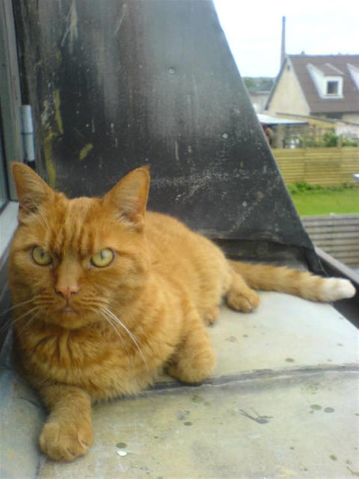 Huskat Garfield Hertz billede 11