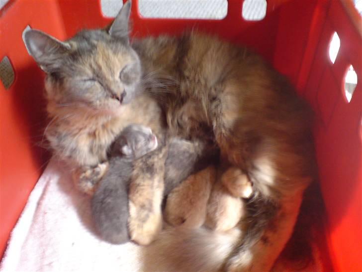 Blanding af racer Fie - Og der er hun så med sine 4dage gamle killinger :) billede 8