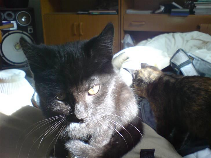 Blanding af racer Sambo billede 12