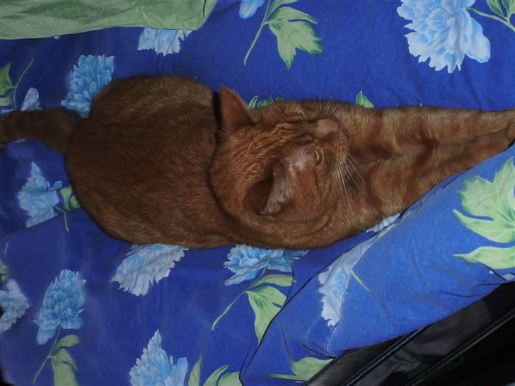 Huskat Garfield Hertz billede 13