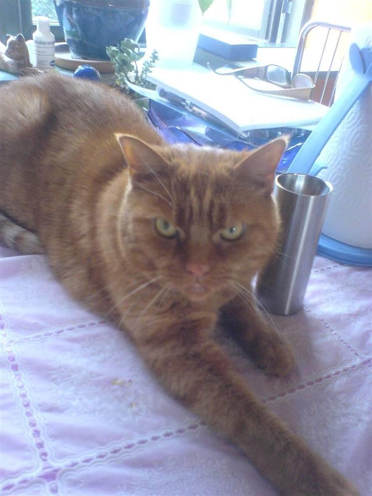 Huskat Garfield Hertz billede 14