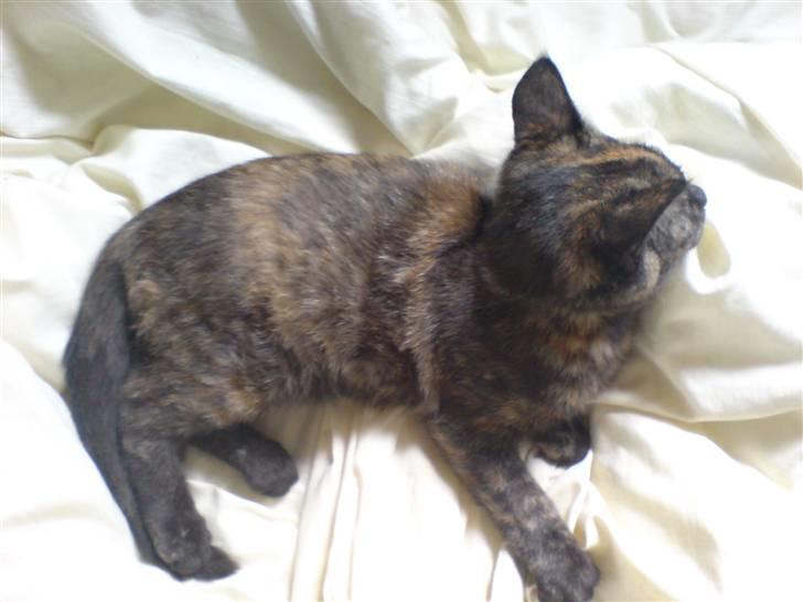 Blanding af racer Van Gogh billede 2