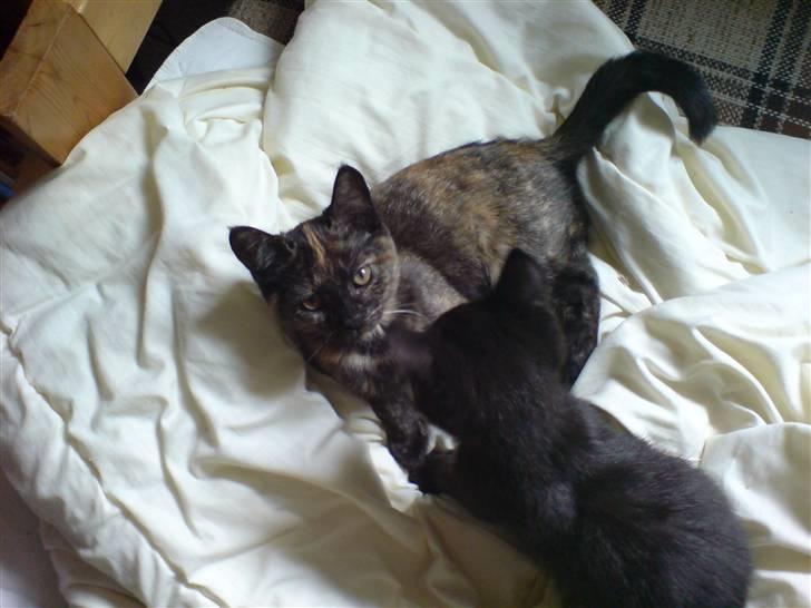 Blanding af racer Van Gogh billede 3