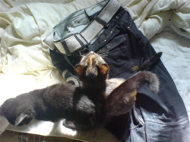 Blanding af racer Van Gogh billede 4