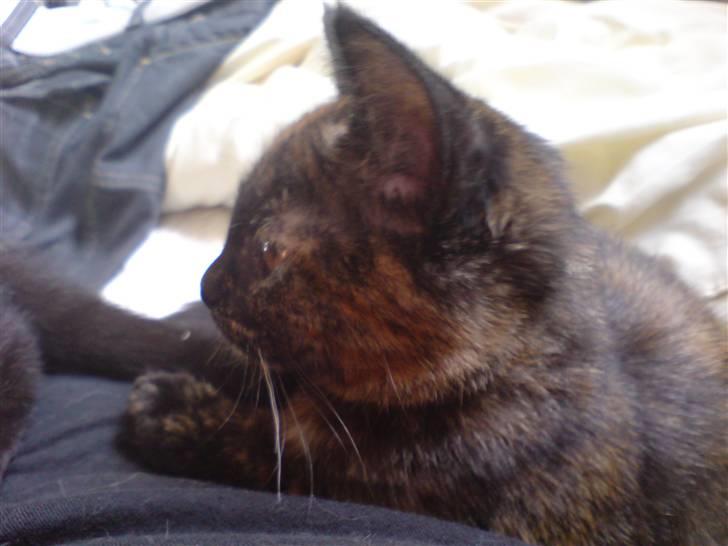 Blanding af racer Van Gogh billede 5